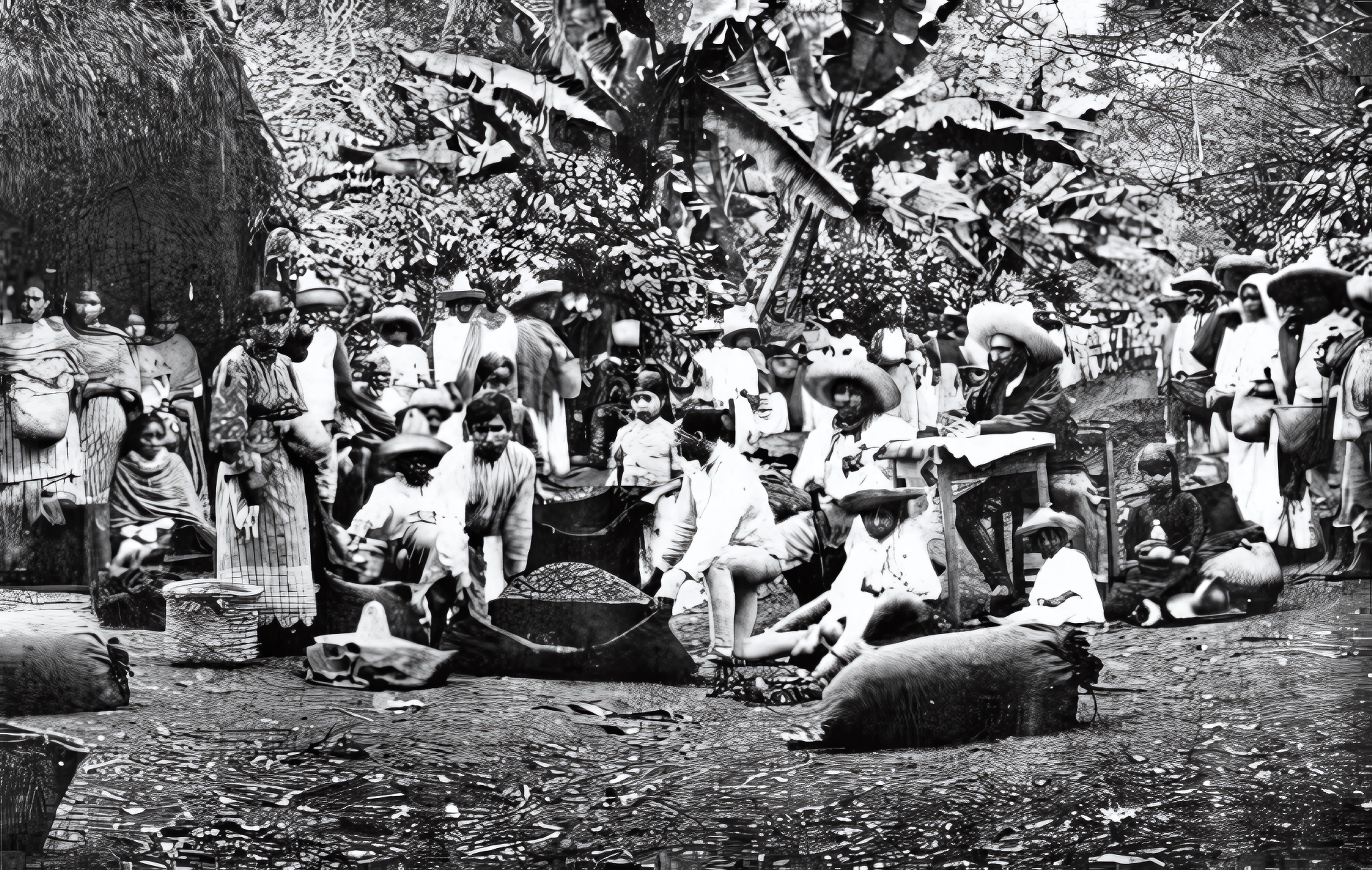 Rare 1892 Coffee Trees